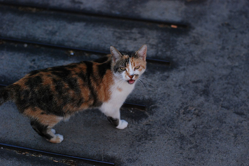 Quando Il Gatto Ti Guarda E Miagola